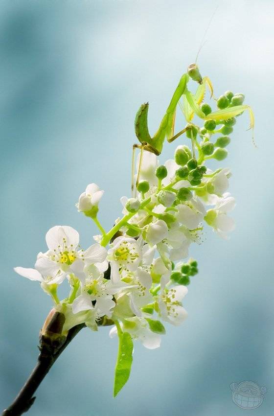 богомол, макро, черёмуха, Amazon-san