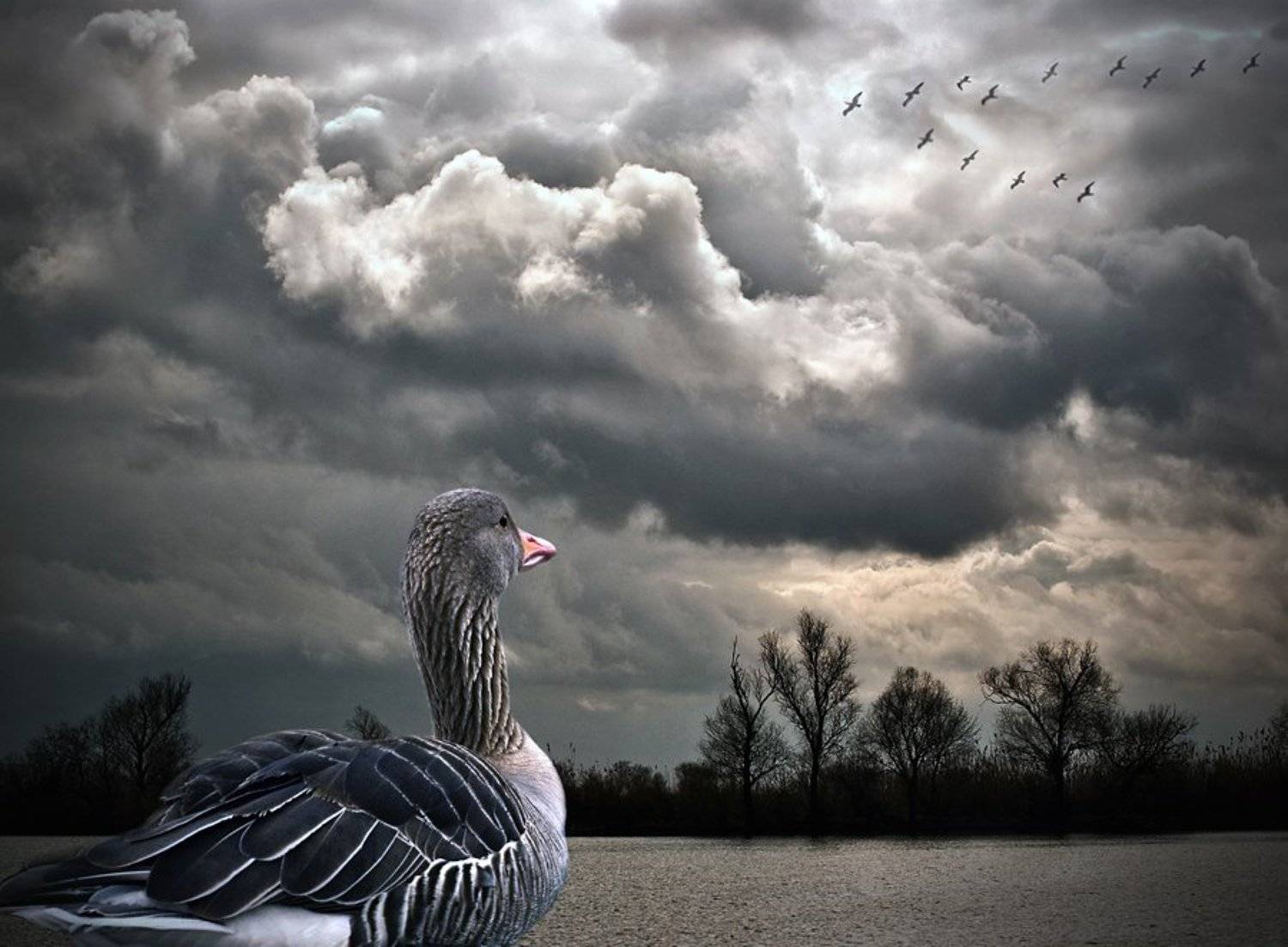 Серая Шейка. Автор: lad_i_mir комп-арт, река, серая шейка, lad_i_mir, lad_i_mir