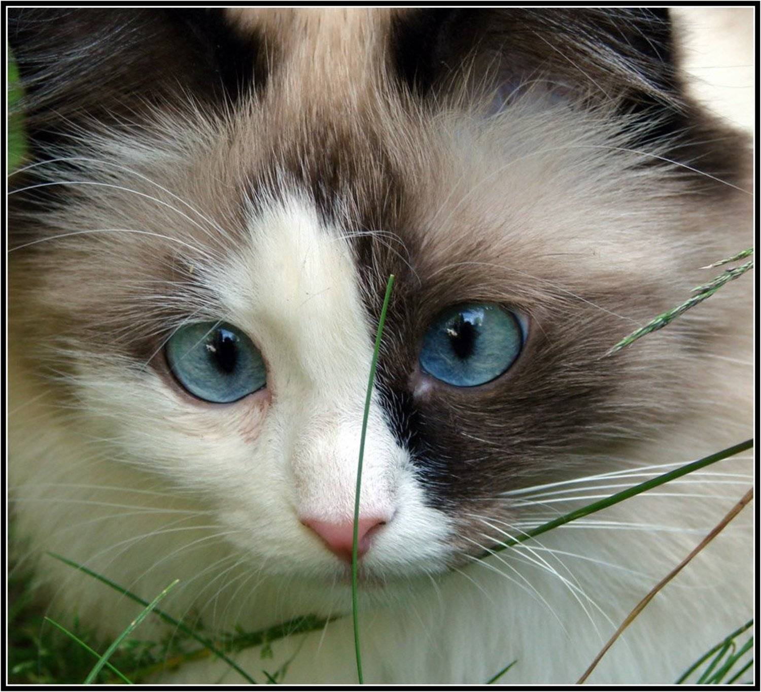 кошка, животные, глаза, автофокусировка, Михаил Андриеску