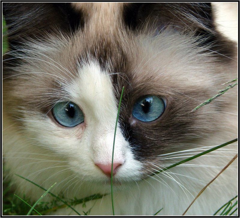 кошка, животные, глаза, автофокусировка Автофокусировка глазphoto preview