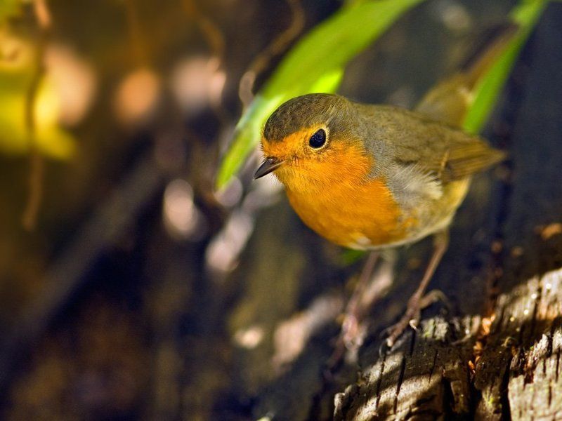 erithacus rubecula, зарянка, малиновка, Солнечный зайчикphoto preview