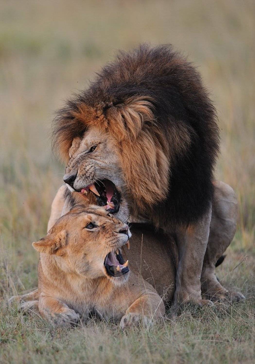 африка, дикие животные, Николай Зиновьев