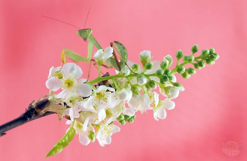 Почти весной, почти на розах. Автор: Amazon-san богомол, макро, черёмуха, личинка, Amazon-san