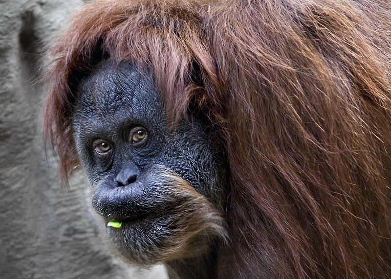 Недобрый взгляд...)photo preview