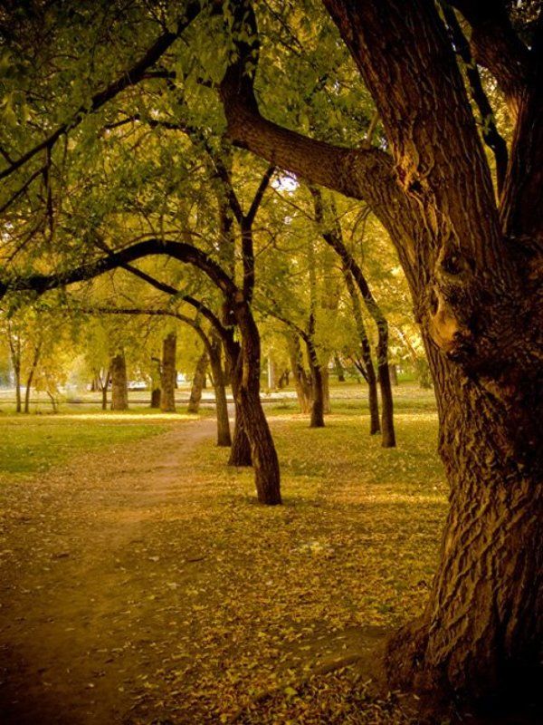 новосибирск,осень,сквер photo preview