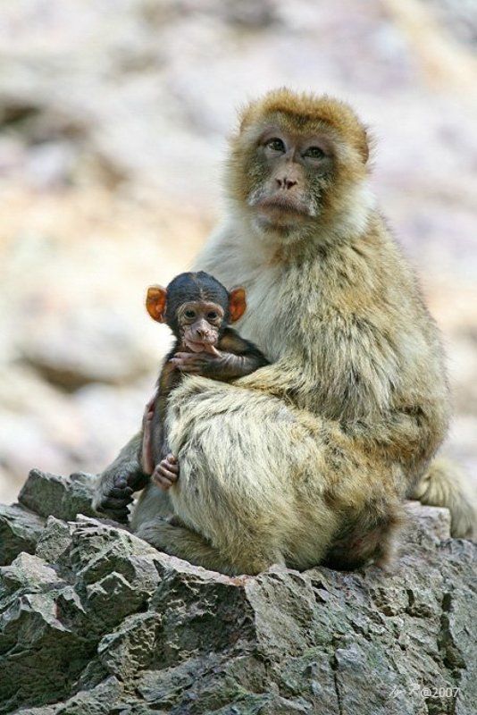 семейная...photo preview