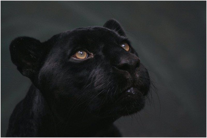 мечты...photo preview