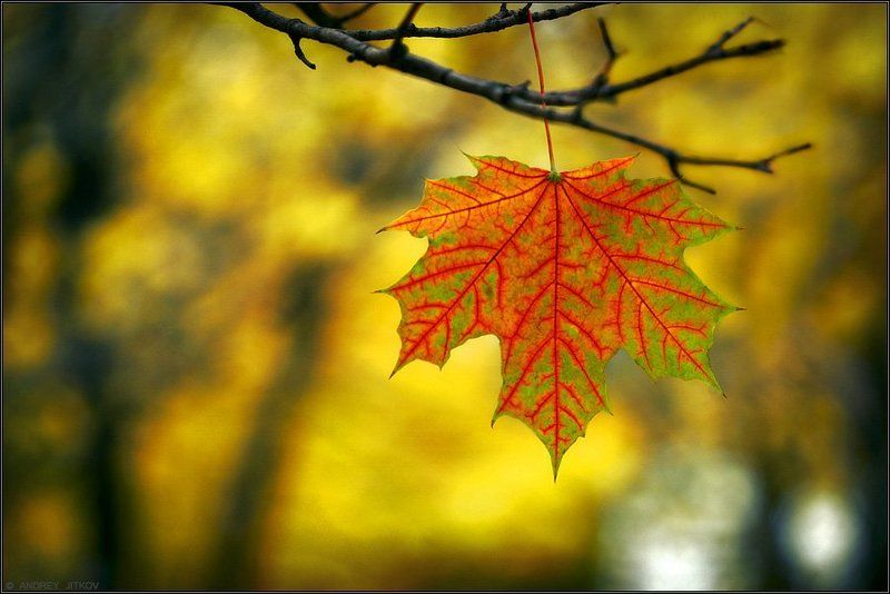 Что такое осень.. фото превью