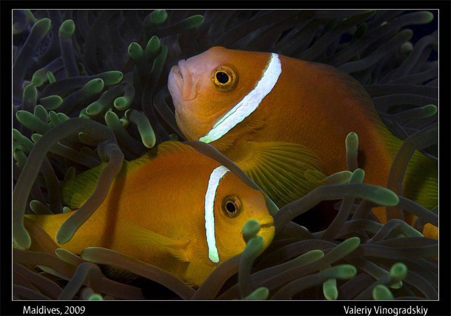 подводное фото, мальдивы, рыба, амфиприон, Виноградский Валерий