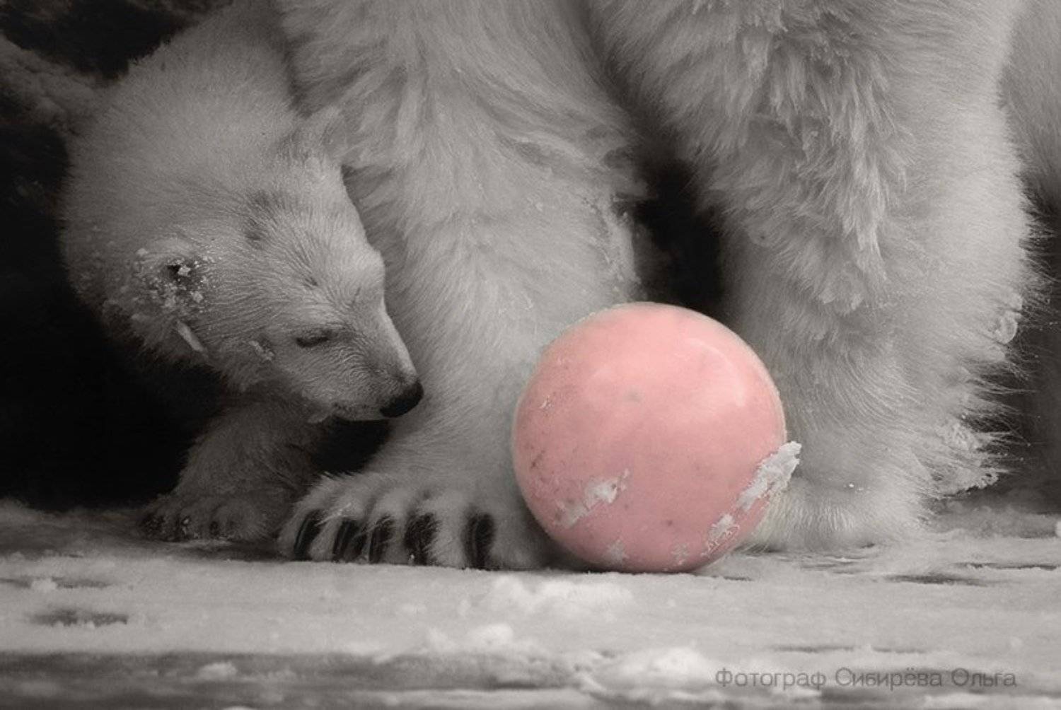 , Ольга Сибирёва