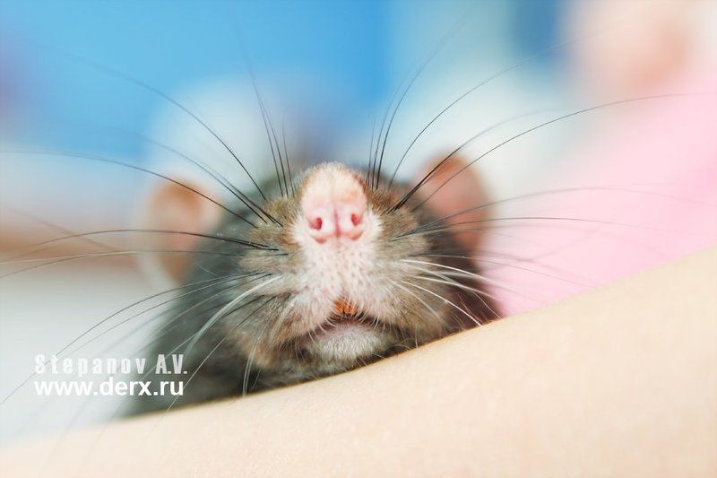 мышкины усишки, животные, animals мышкины усишкиphoto preview