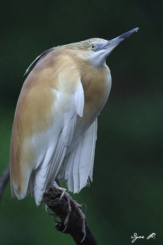 про цапель...photo preview