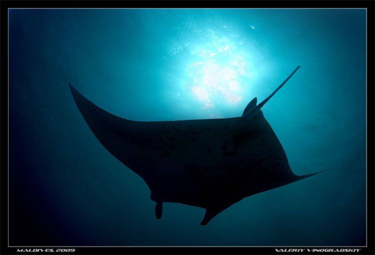 Парить под солнцем. Автор: Виноградский Валерий манта, подводное фото, океан, Виноградский Валерий
