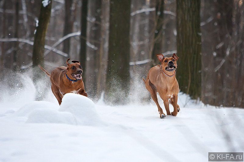 Кони... почтиphoto preview