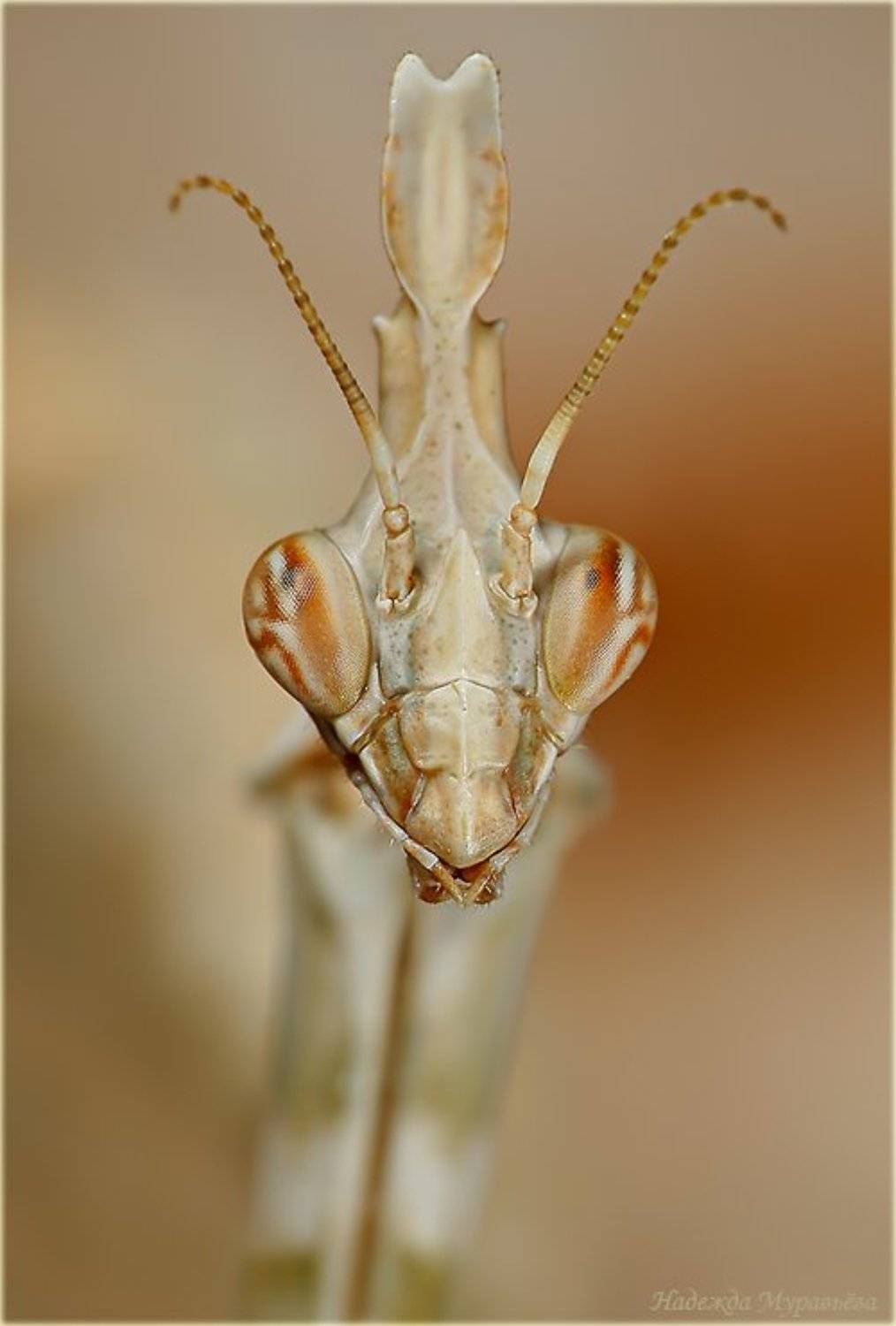 Красота - это страшная сила!. Автор: Надежда Муравьёва эмпуза, полосатая, empusa, fasciata, Надежда Муравьёва