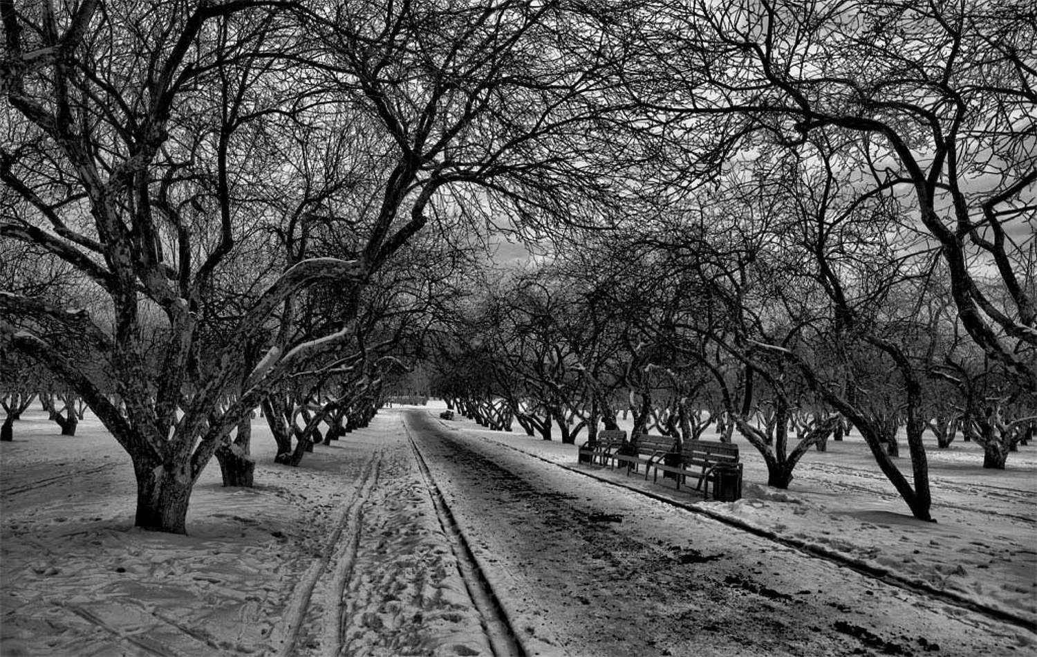 зима,снег,сад,коломенское, Борис Никитин