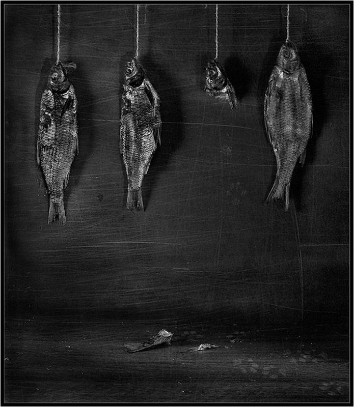 рыба, кот, кошка Одна история...photo preview