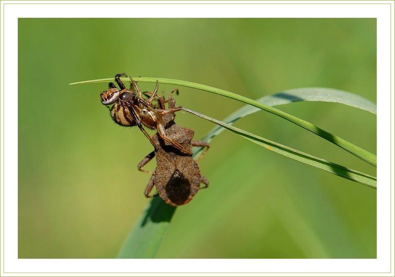 пауки, клоп Вот так пирамида! :)photo preview