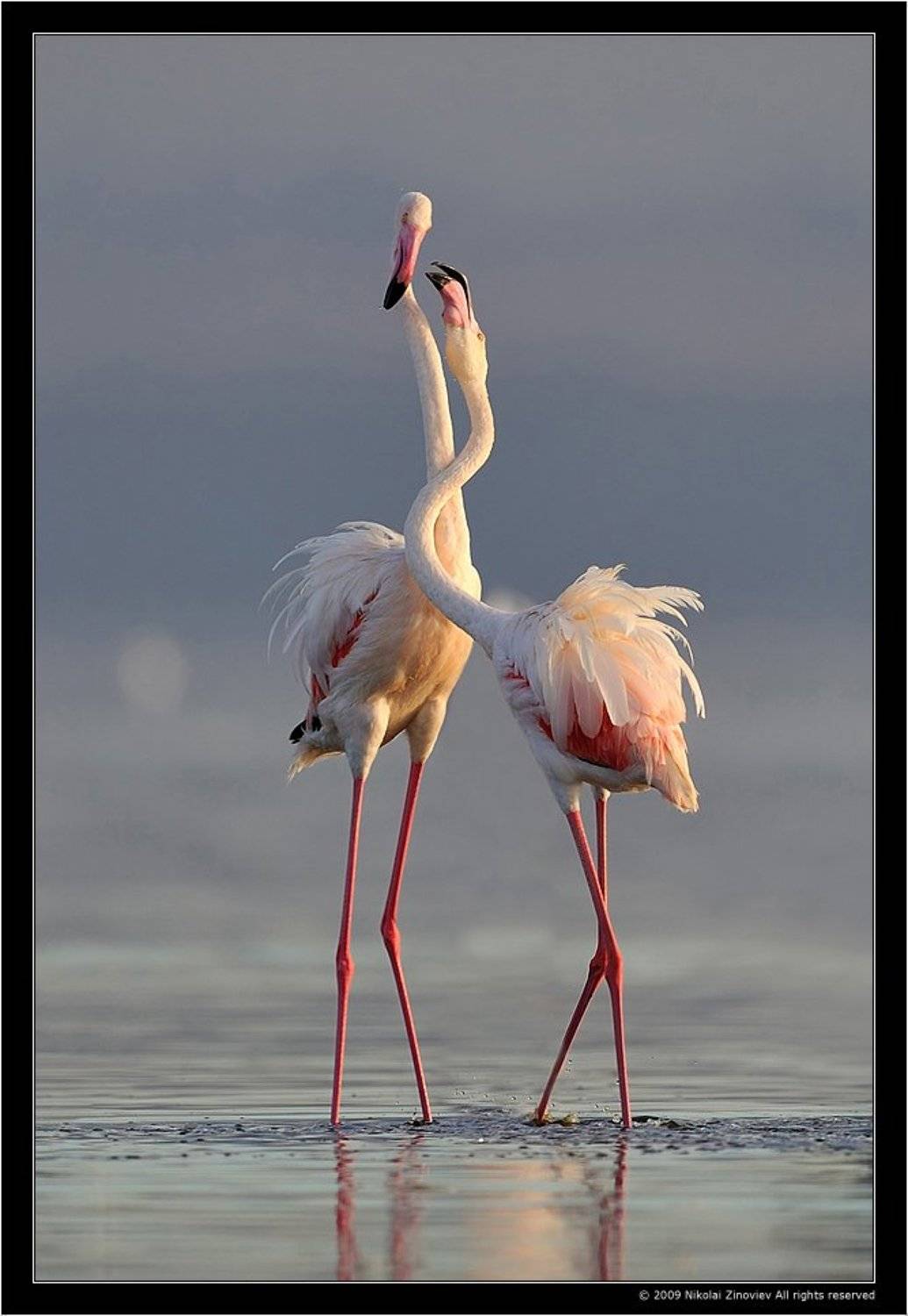 Love is in the air. Автор: Николай Зиновьев африка, фламинго, кения, Николай Зиновьев