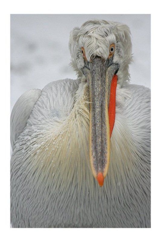 портрет пеликана...photo preview
