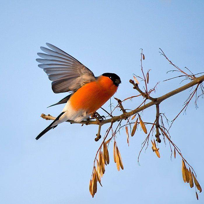 зима, мороз, снегирь, Partner (Андрей Алексеев)