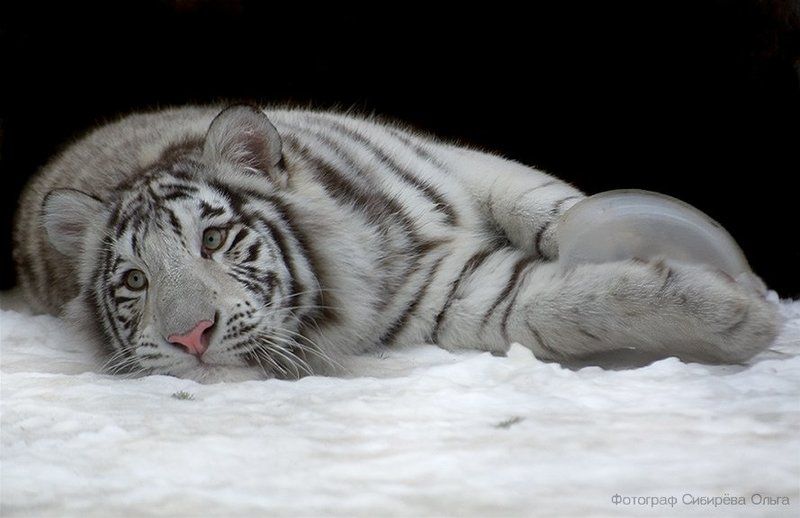 Баловникphoto preview