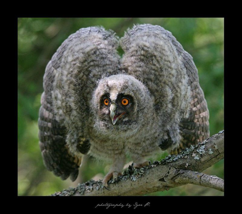 испуг...photo preview