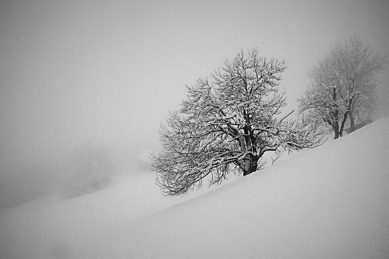 альпы, цель ам зее, облака, дерево Ёжик в тумане фото превью