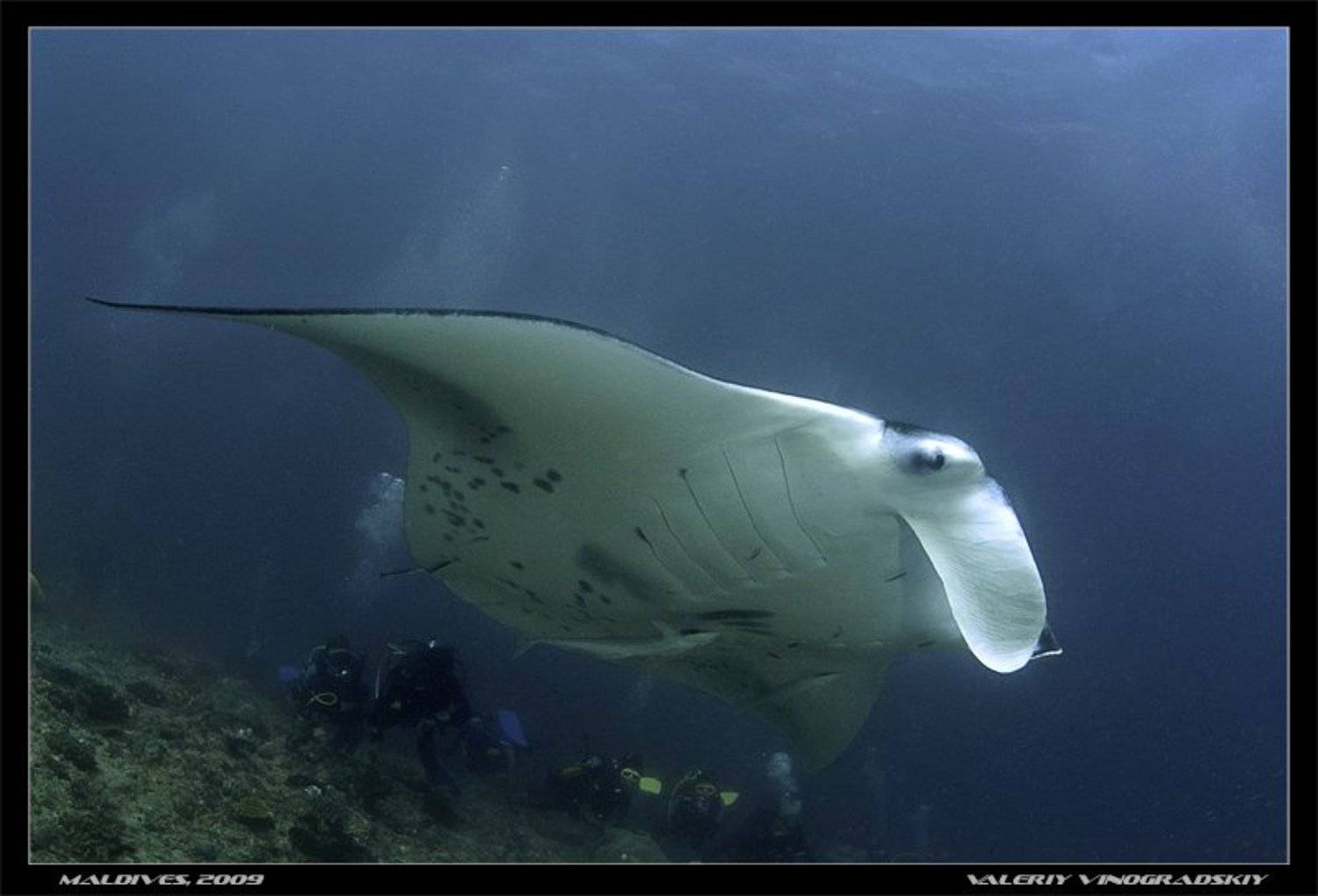 Посмотрите на меня. Автор: Виноградский Валерий валерий виноградский, подводное фото, манта, океан, Виноградский Валерий