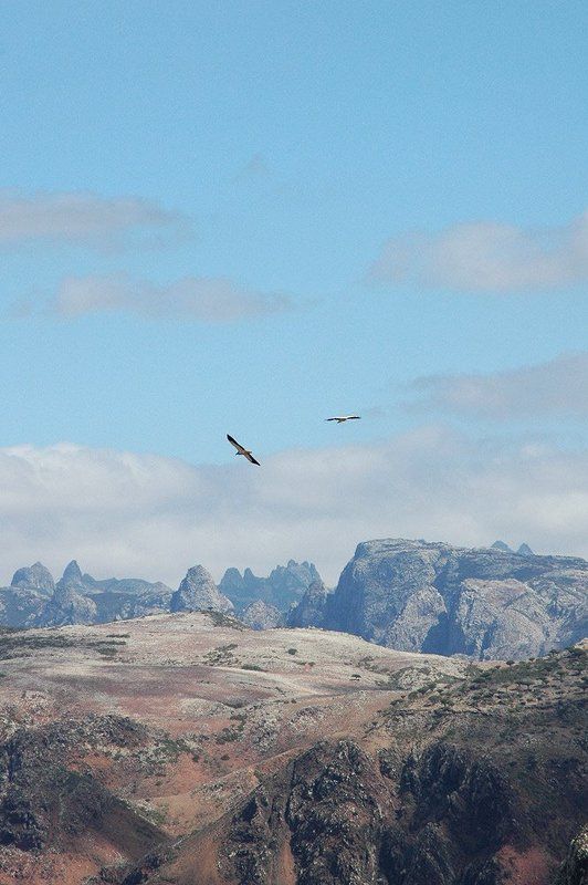 йемен, сокотра полетphoto preview