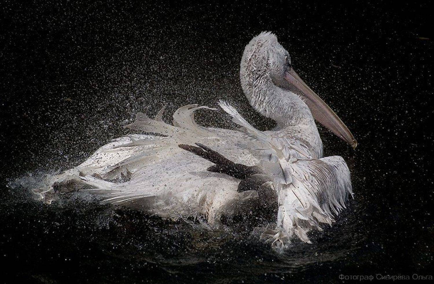 , Ольга Сибирёва