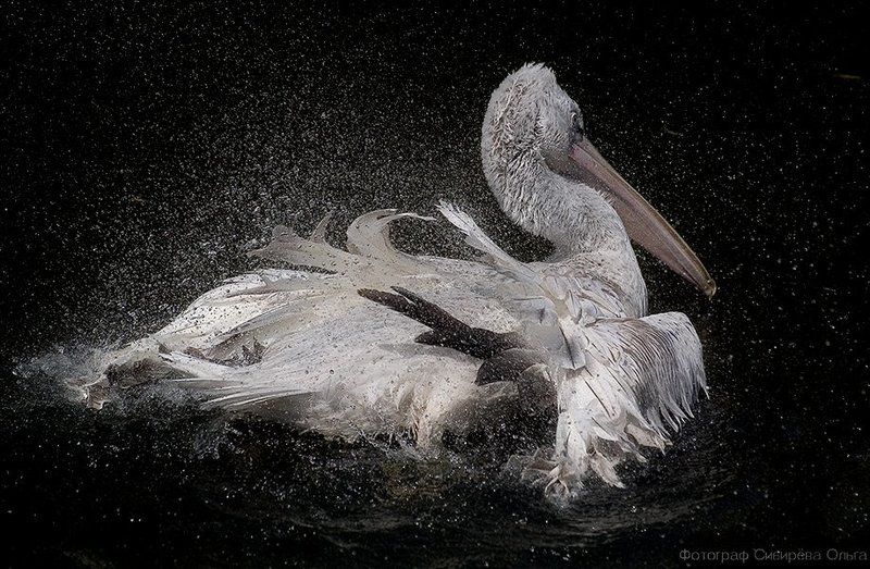 Купание пеликана (1)photo preview