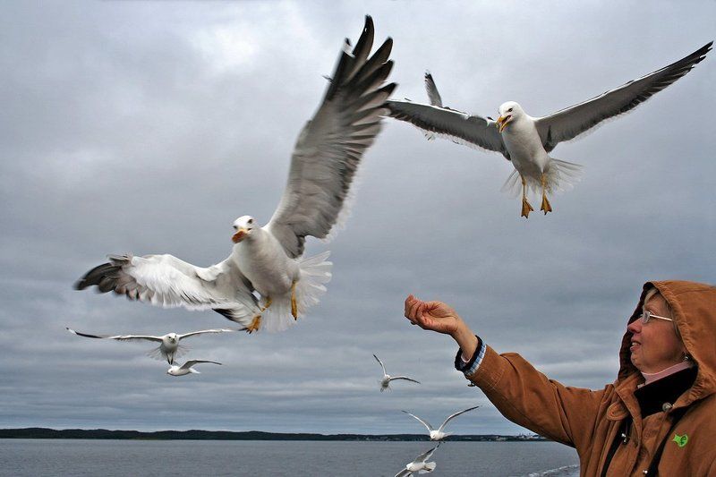 карелия, птицы Кто быстрее, тот и прав!photo preview