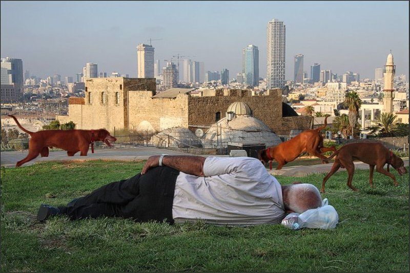 тель авив, яфо, собака, закат, сон, отдых, мегаполис, израиль, минарет Из жизни отдыхающих.photo preview