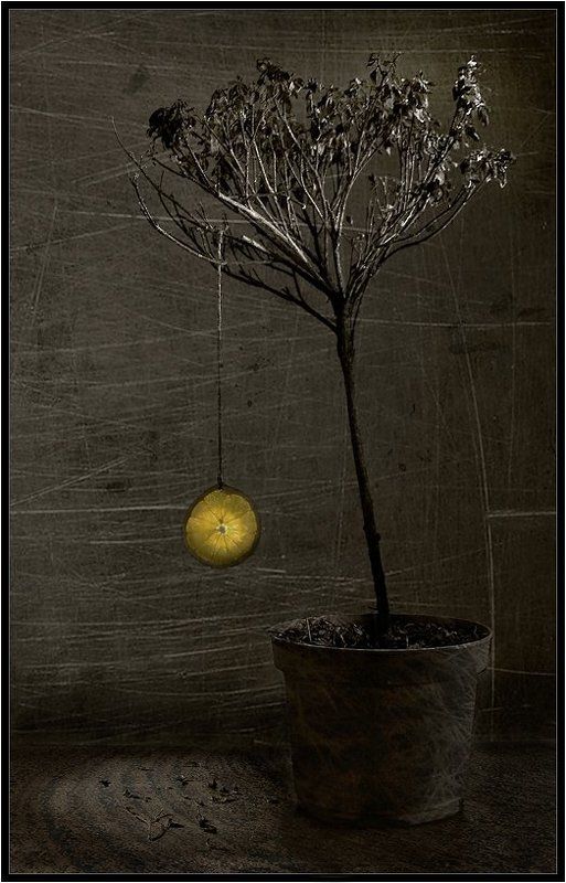 апельсин, куст Последний...photo preview