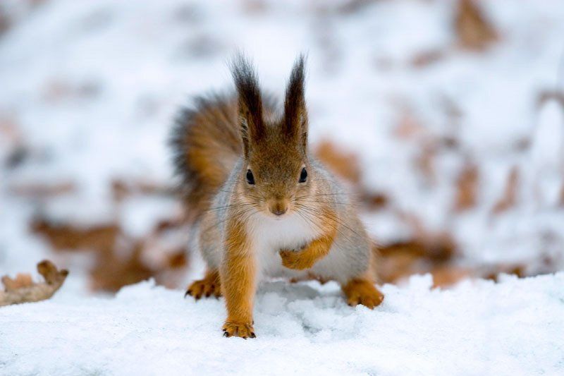 Камуфляжphoto preview