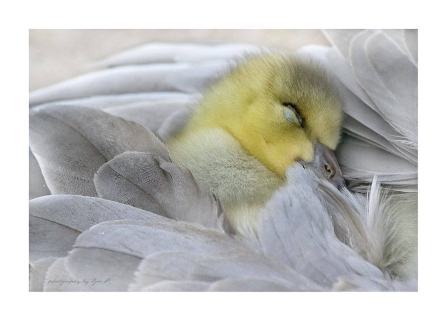 уснул.... Автор: Igor P. , Igor P.