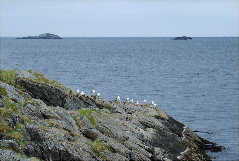 берег.чайки,фьорд на берегу фьордаphoto preview