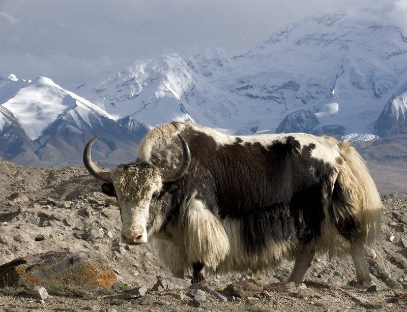 горы,памир, ледник, морена, як, бык Хозяин долиныphoto preview