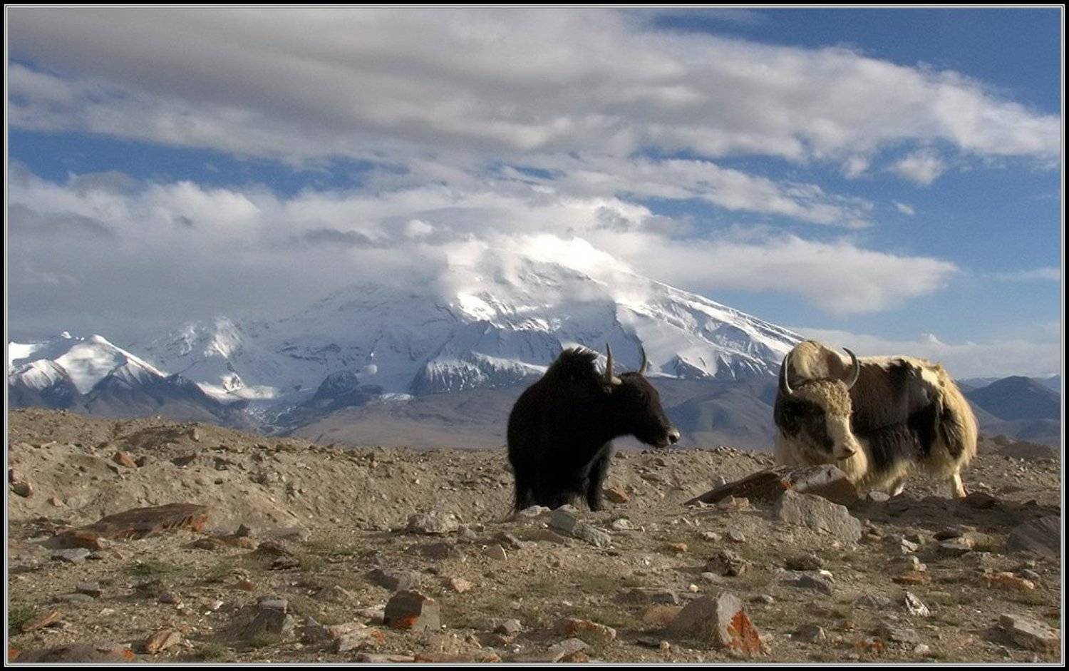горы,памир, ледник, морена, як, бык, мустагата, 7546м., Иван Жданов