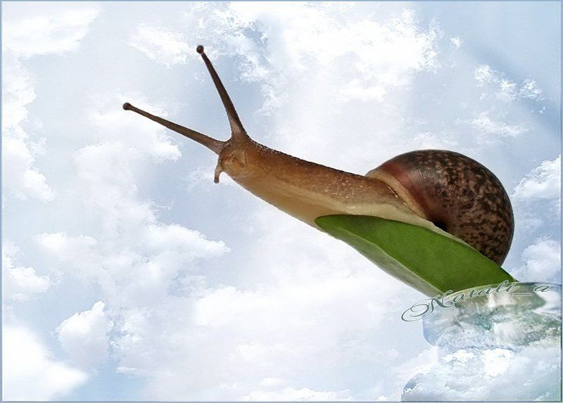 улитка, летать, коллаж photo preview