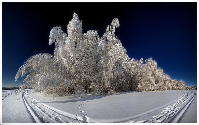 ледяной лесphoto preview
