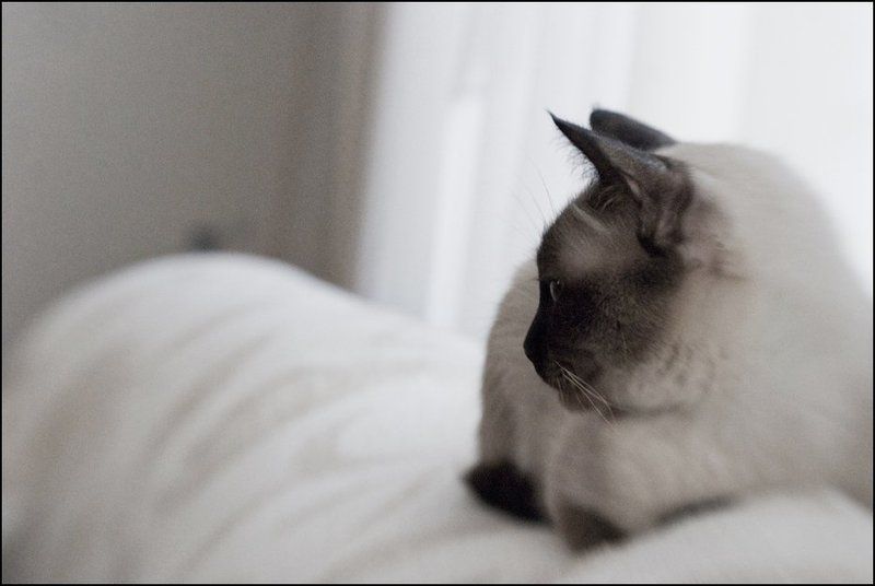 lensbaby Равновесиеphoto preview