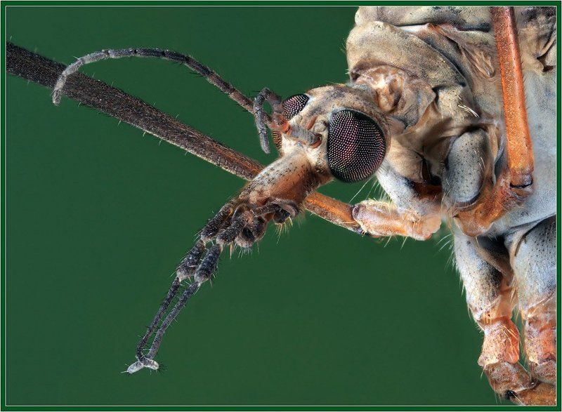 макро,комар Портрет комараphoto preview