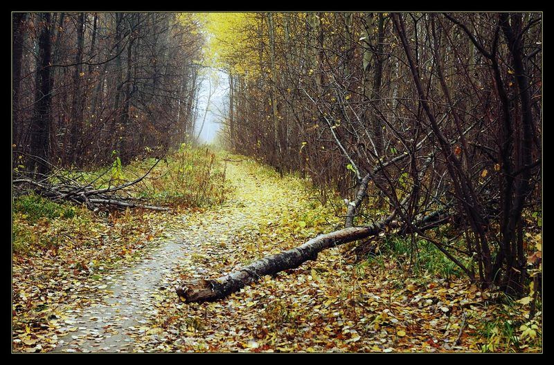 осень, лета нет молчаниеphoto preview