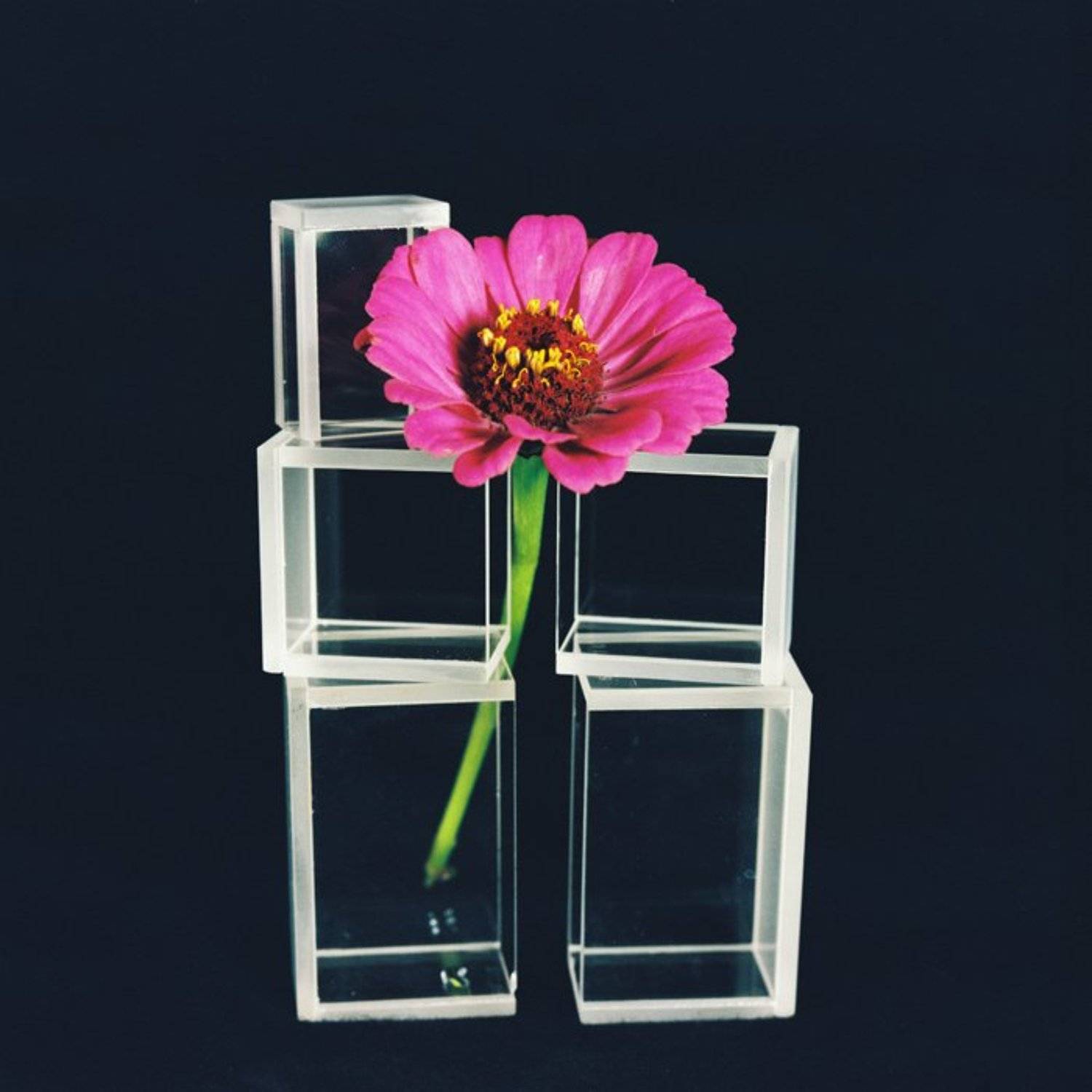 Аленький цветочек. Автор: Sergey Tarba 6х6,фотоплёнка,негатив, Sergey Tarba