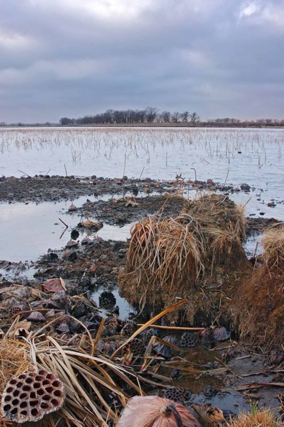 весна на Цветочном озере. Автор: Andrew Ni , Andrew Ni