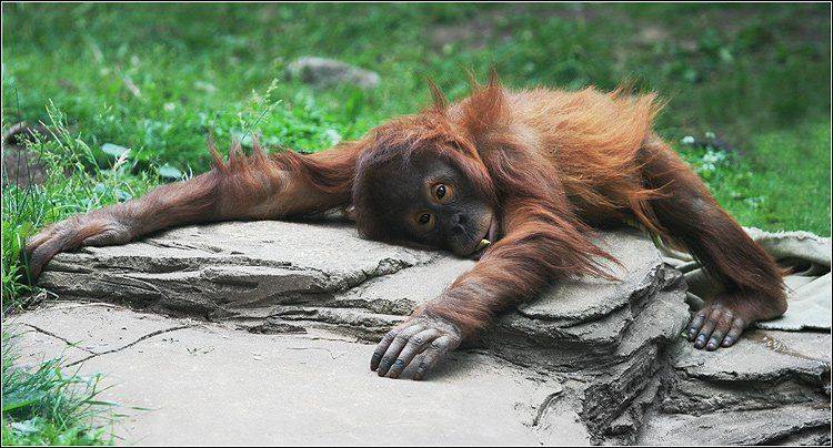 нет в жизни счастья. Автор: teamS , teamS