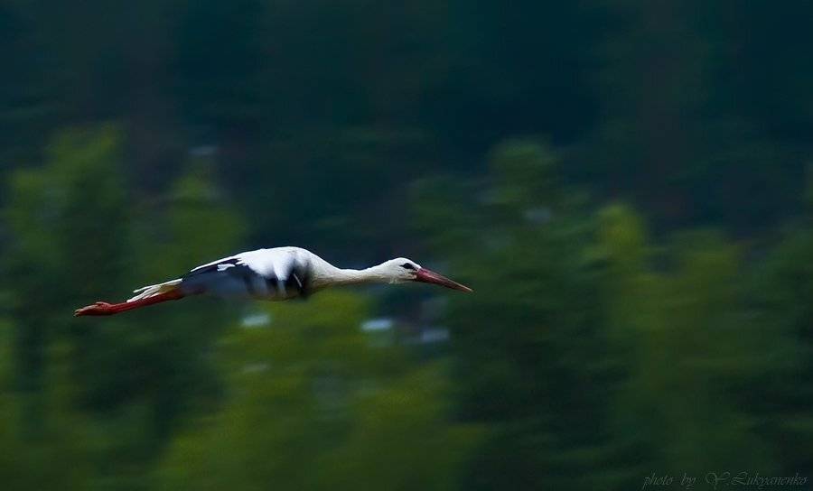 стрела, аист, утро, лукьяненко, Юрий Лукьяненко (o4spok)
