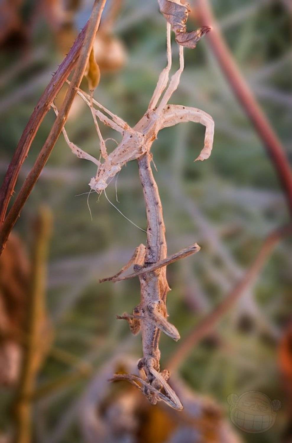 палочник, макро, неожиданный палочник, Amazon-san